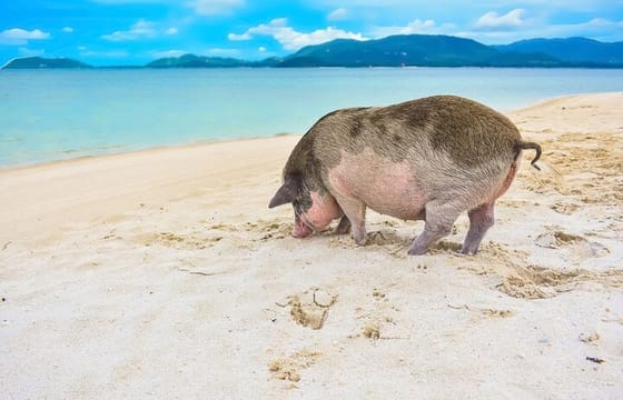 Private Longtail Boat Tour to Koh Madsum and Koh Tan