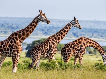 3-Day Safari and ATV Adventure in Murchison Falls NP