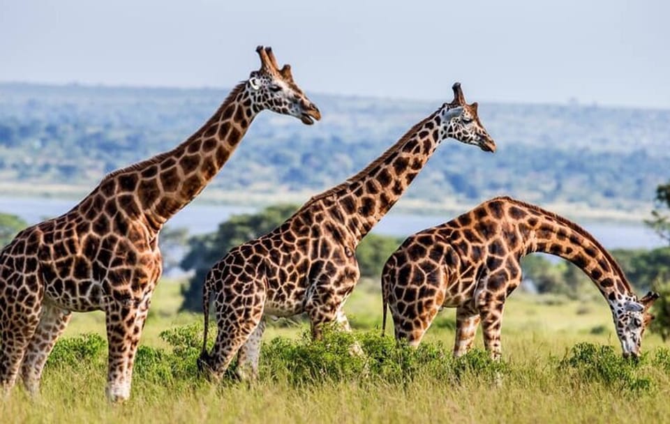 3-Day Safari and ATV Adventure in Murchison Falls NP