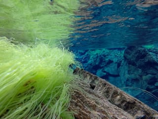 Silfra night freedive tour, photo 8