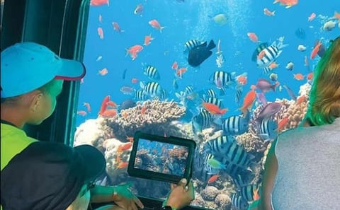 Semi Submarine Tour to Explore Coral Reefs in Sharm El Sheikh