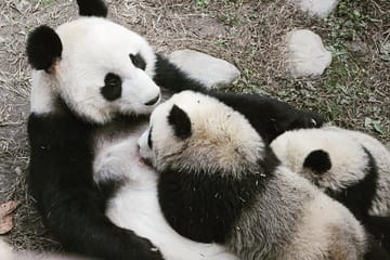 Panda Conservation Experience at Dujiangyan Wolong Base