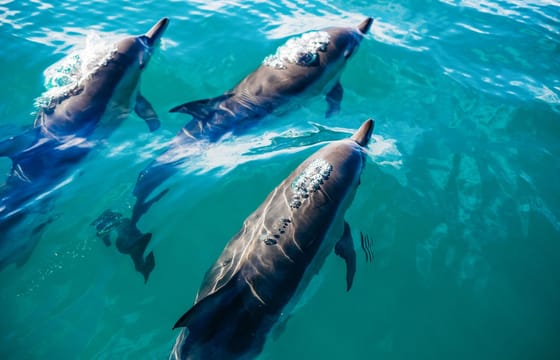 Day Trip to Key West with Optional Activities from Miami