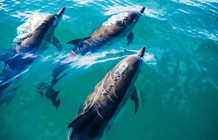 Day Trip to Key West with Free Time from Miami Beach
