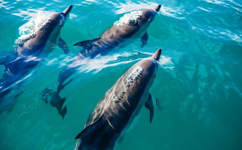 Day Trip to Key West with Free Time from Miami Beach