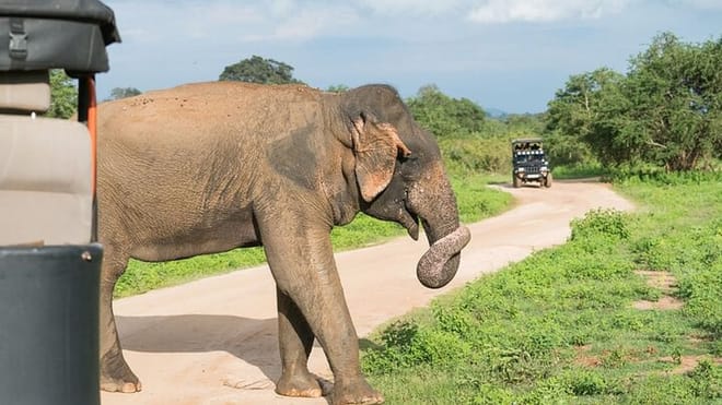  From Hikkaduwa: Udawalawe Safari Tour