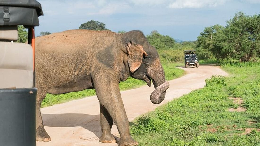  From Hikkaduwa: Udawalawe Safari Tour 3