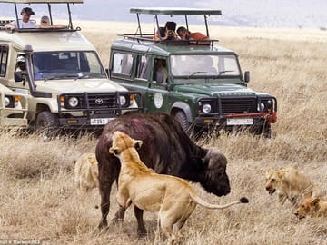 Tanzania 6-Day Tented Camping Safari in Iconic National Parks