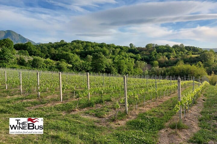 Fiano di Avellino vineyard