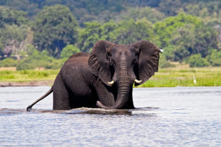 Victoria Falls Safari & Wildlife Escape