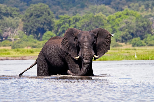 Victoria Falls Safari & Wildlife Escape