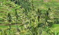 Best of Ubud: Monkey Forest - Swing - Rice Terrace - Temple 7