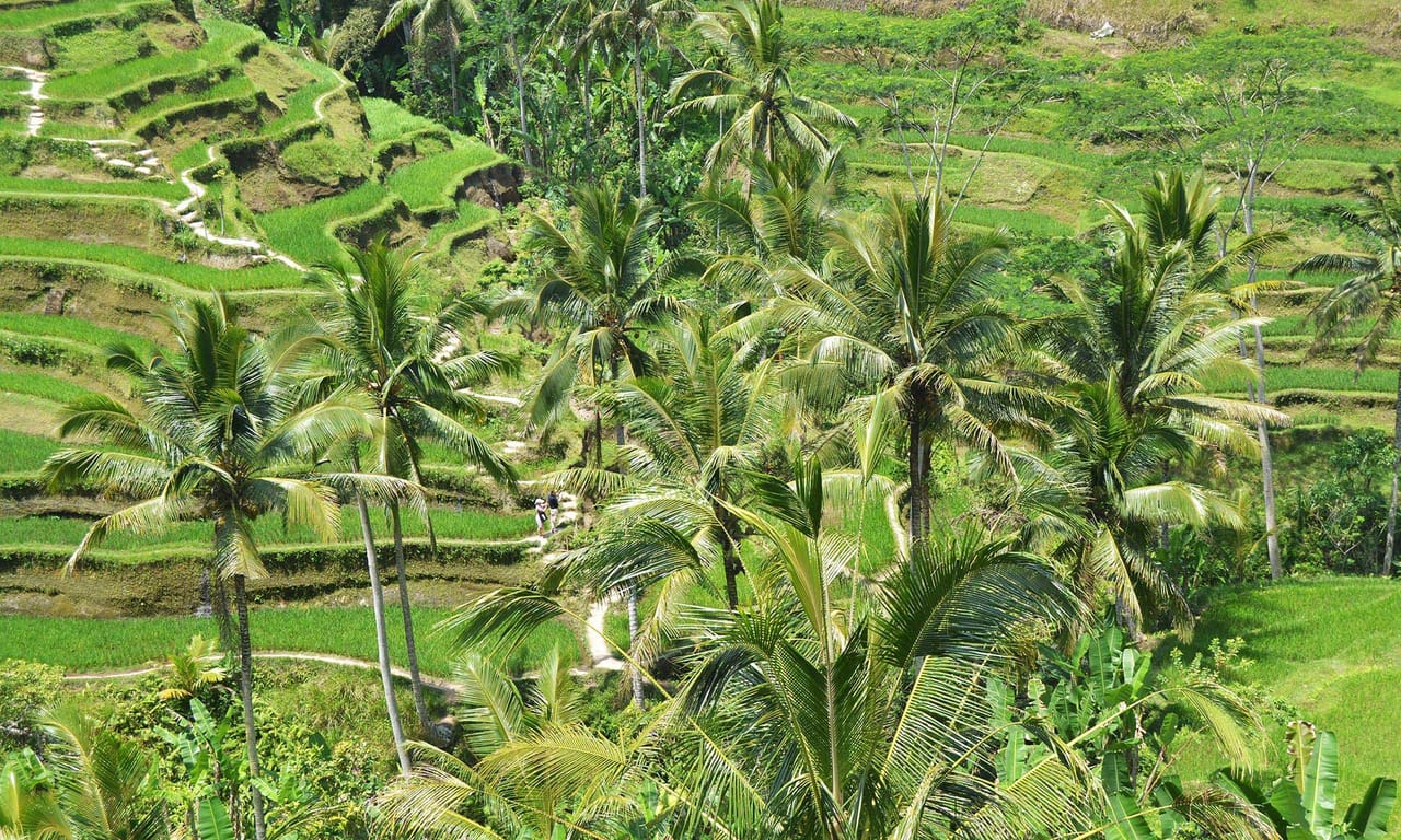 Best of Ubud: Monkey Forest - Swing - Rice Terrace - Temple 7