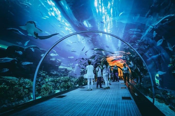 Dubai Aquarium and Underwater Zoo Admission Ticket with Options 4
