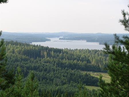 Guided Forest trek