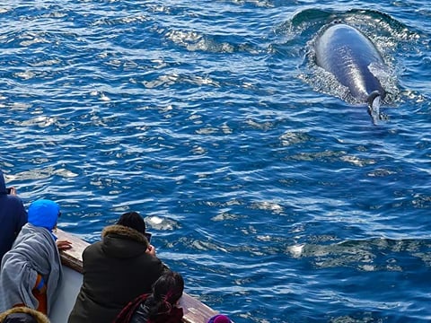 Whale Watching Cruise from Reykjavík, photo 16