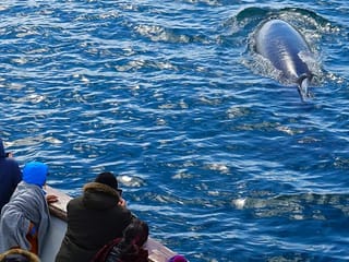 Whale & Marine Adventure Tour, photo 15