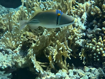 Spotting the colorful Arabian Picasso Triggerfish while snorkeling on our Red Sea boat trip!