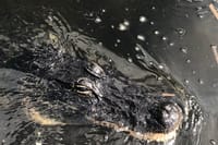 Everglades Airboat Experience – Wildlife & Wetlands 7