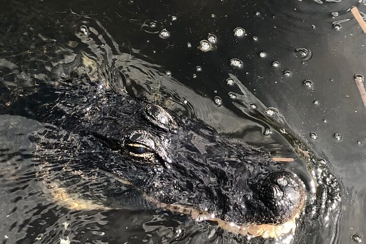 Everglades Airboat Experience – Wildlife & Wetlands 7