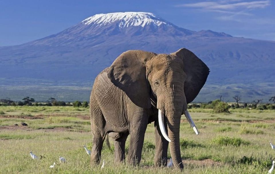 3 Days Amboseli & Tsavo West National Park Safari From Nairobi