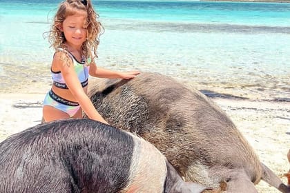 Exuma Day trip Iguanas,Sharks & Swimming Pigs Private Tour (8hrs)