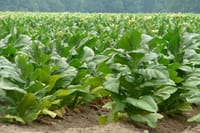 Tobacco plantations