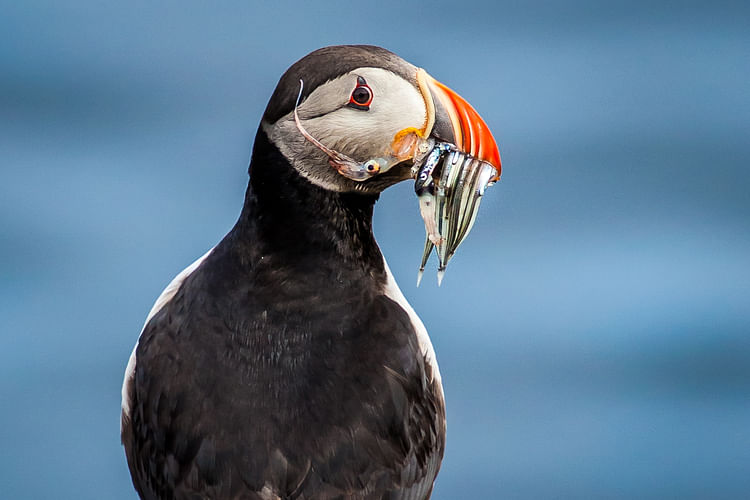 A puffin eating fish