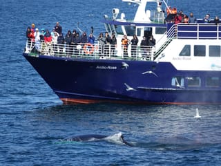 Reykjavík Bay Arctic Rose Whale Watching Excursion, photo 16