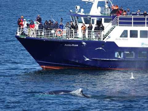 Reykjavík Bay Arctic Rose Whale Watching Excursion, photo 16