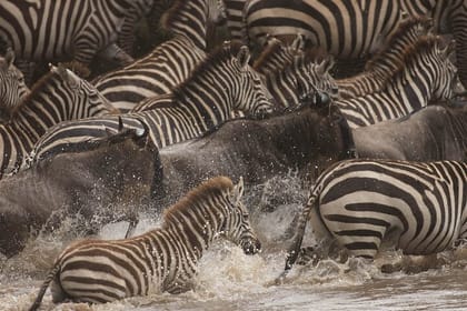 8Day Tanzania Great Migration Budget Safari – Mara River Crossing