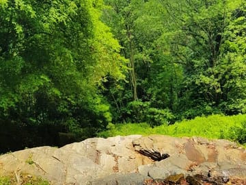 Private Bird watching and Nature trekking in Udawatta Kele Sanctuary