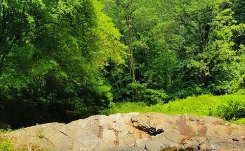 Private Bird watching and Nature trekking in Udawatta Kele Sanctuary