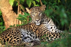 Wilpattu National Park Safari From Kandy