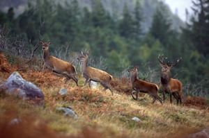 Wild Red deer viewing safari. Galway. Private guided. 3 hours.