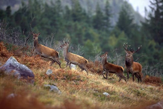 Wild Red deer viewing safari. Galway. Private guided. 3 hours.