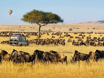 Discover Kenya Splendor: 4-Day Masai Mara & Nakuru Adventure Tour