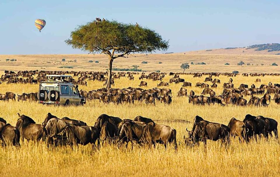 Discover Kenya Splendor: 4-Day Masai Mara & Nakuru Adventure Tour