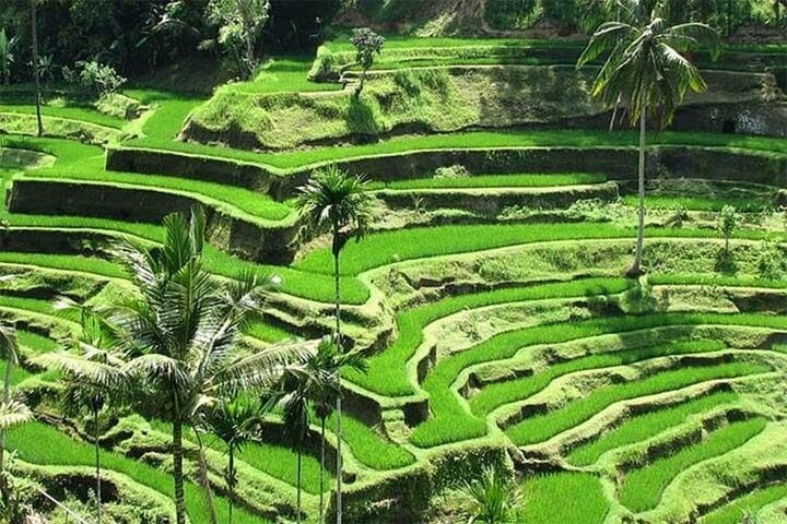 Best of Ubud: Waterfall - Jungle Swing - Rice Terrace 3