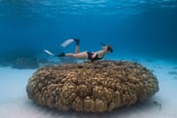 Free Diving Raya Island