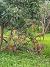 Chobe Day Trip - Chobe National Park (With Lunch Buffet) 7