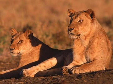 Samburu Luxury Safari Package – 3 Days 2 Nights