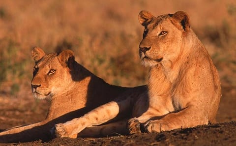 Samburu Luxury Safari Package – 3 Days 2 Nights