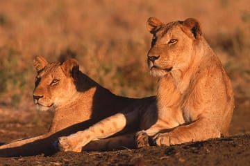 Samburu Luxury Safari Package – 3 Days 2 Nights