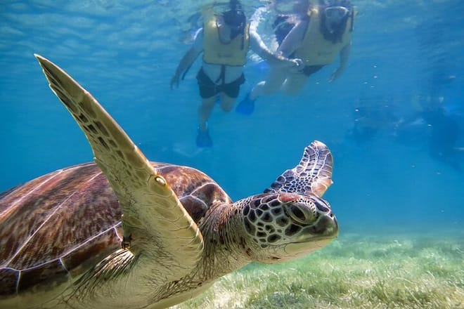 Snorkeling with Turtles and Cenote Tour from Riviera Maya photo 4