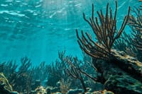 The Tulum Sea Turtle and Rays 1.5 Hours Snorkel Experience 9