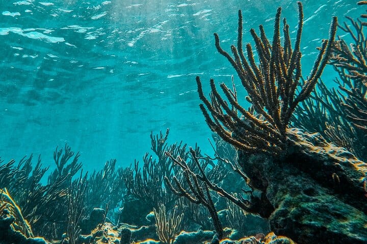 The Tulum Sea Turtle and Rays 1.5 Hours Snorkel Experience 9