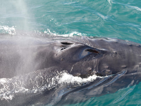 Akureyri Express Whales & Eyjafjord, photo 4