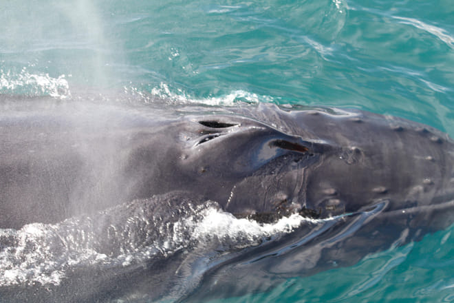 Akureyri Express Whales & Eyjafjord 4