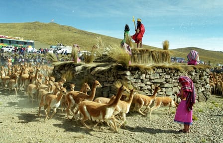 Explore Pampas National Reserve and Vicuña Sanctuary in Nazca